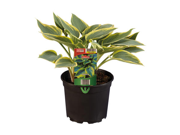 Hosta