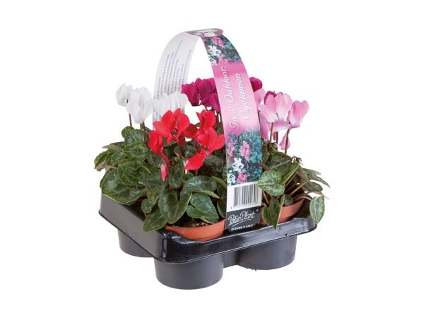 Cyclamen