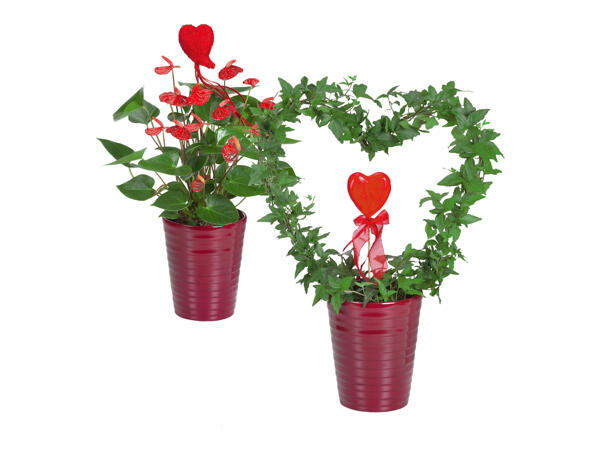 Anthurium, Roses or Ivy in a pot