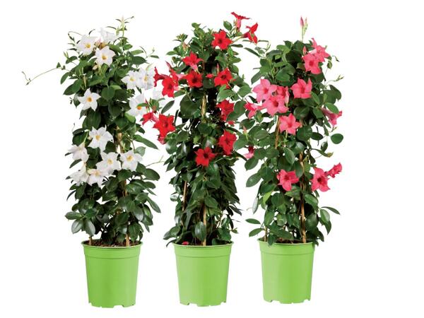 Dipladenia