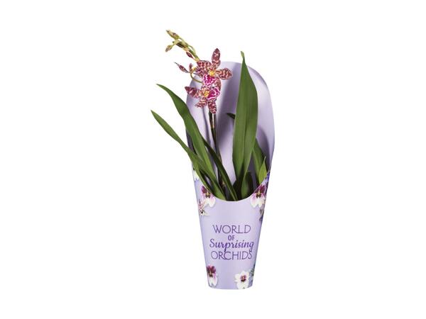 Orchid Mix in Pot Cover