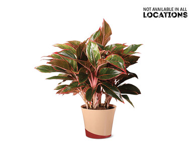 6" Red Aglaonema