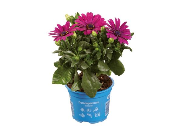 Spansk marguerit eller pelargonie zonale