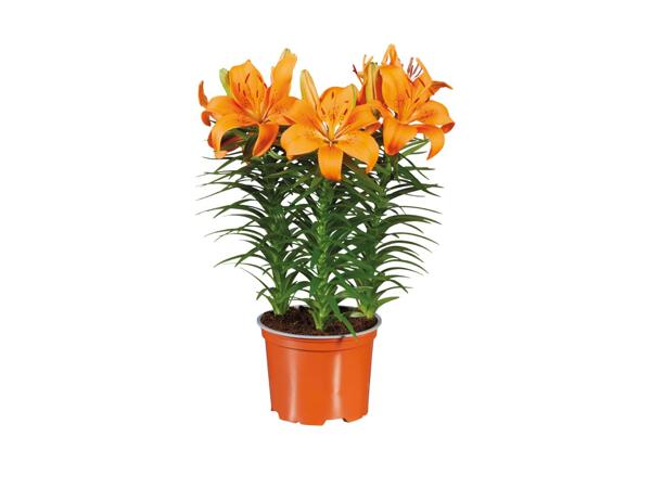 Potted Asiatic Lilies
