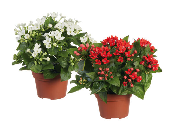 Bouvardia de Noël