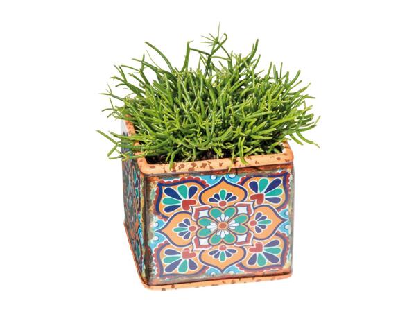 Green Plants in Ceramic
