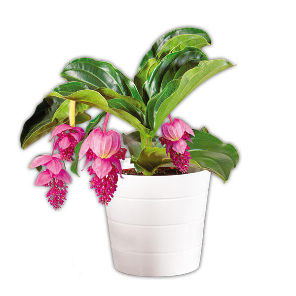 Medinilla magnifica