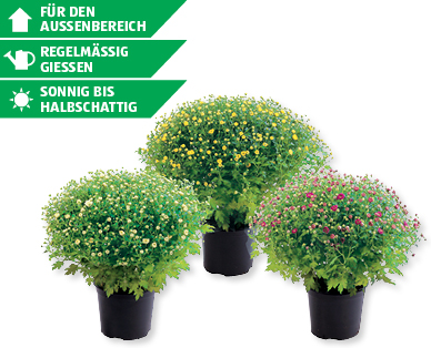 Bauernchrysanthemen