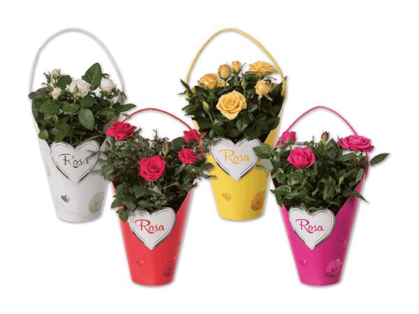 Topfrose in Henkeltasche