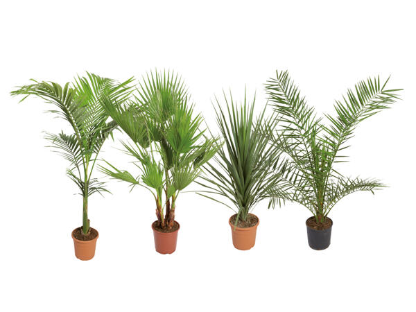 Palmmix