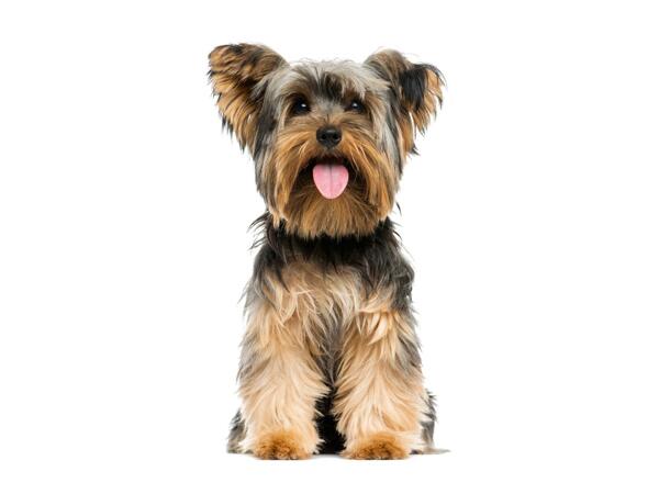 Zoofari Dog Collar and Lead