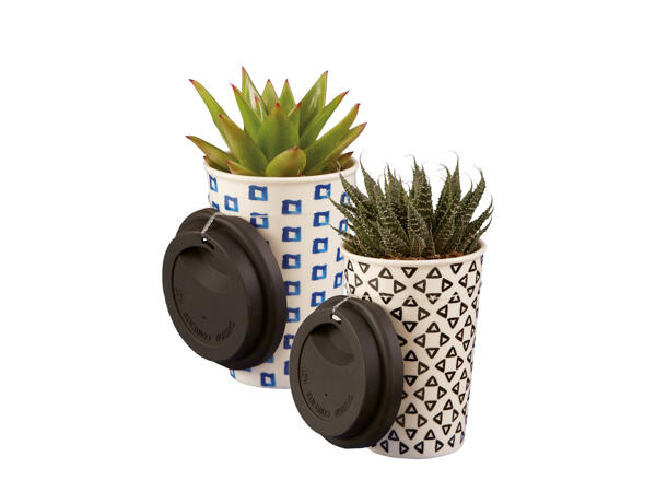 Succulent