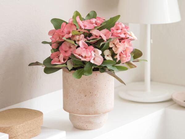 Tiara Euphorbia