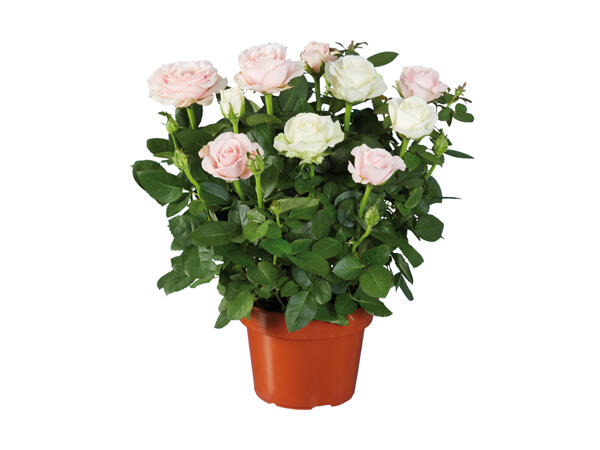 Duo de roses