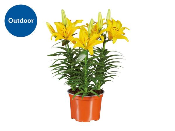 Asiatic Lilies