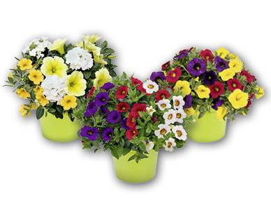 Trio de fleurs de balcon