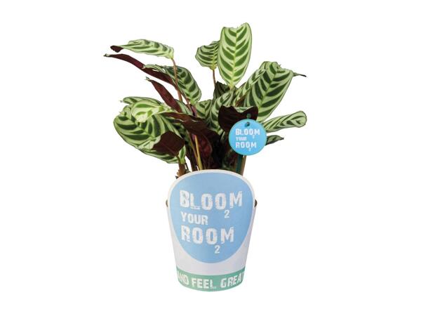 Indoor Plants