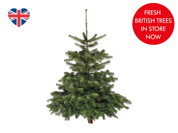 5ft Fresh Cut Christmas Tree