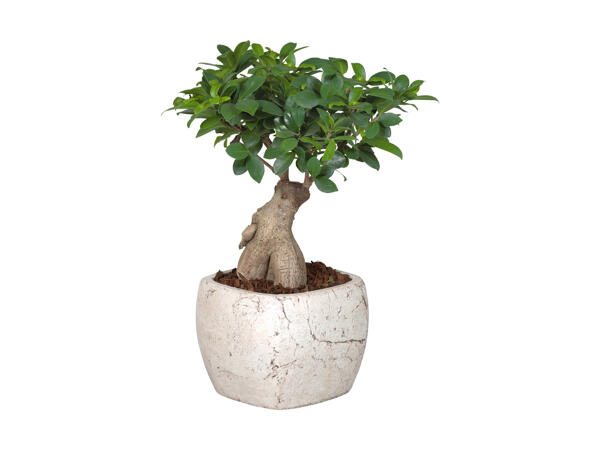 Ficus Ginseng