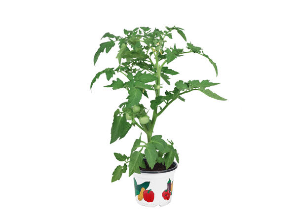 Vegetable Plants