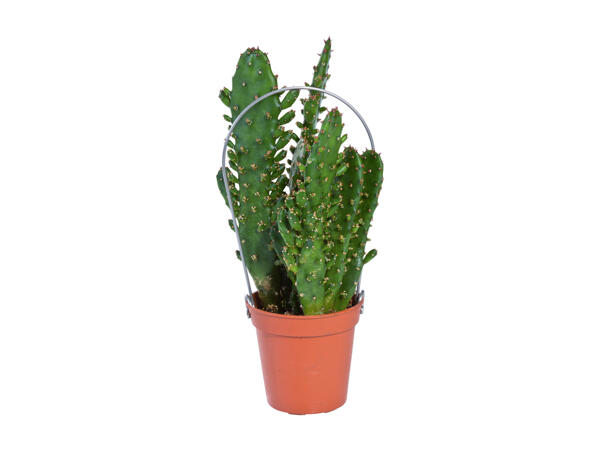 Mini Cactus