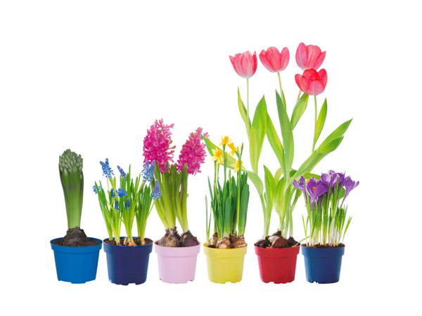 Blomlökar i kruka