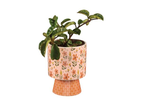 Houseplant in Floral Ceramic