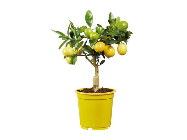 Small Citrus Plants