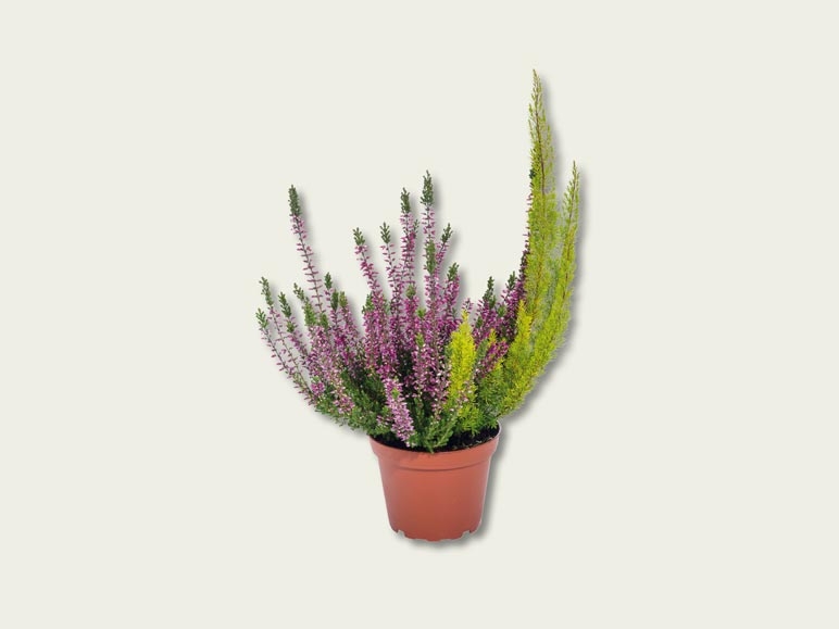 Bruyère Erica Calluna Twin (dès 29.9.)