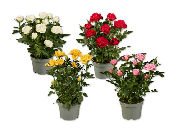 Topfrose