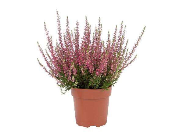 Autumn Heather