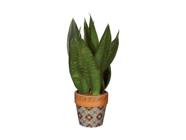 Talavera Houseplant