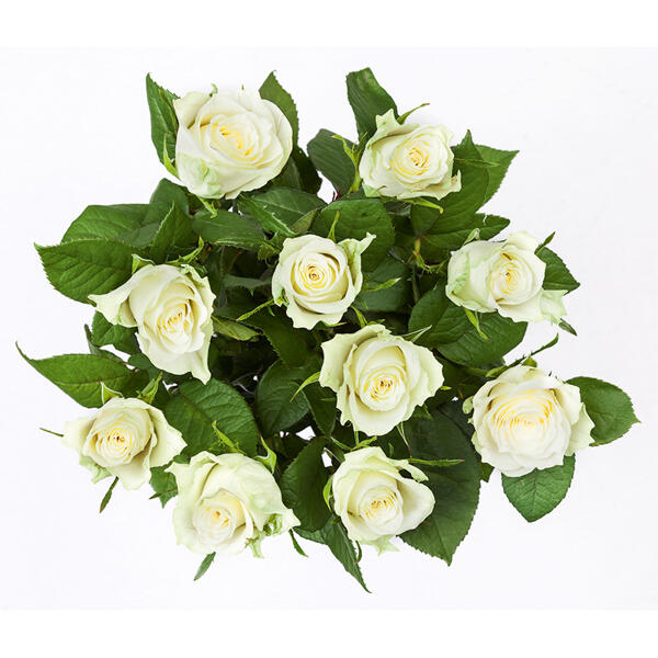 FAIRTRADE(R) Rosen