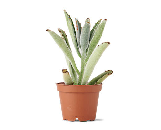 Mini Succulent Assorted Varieties
