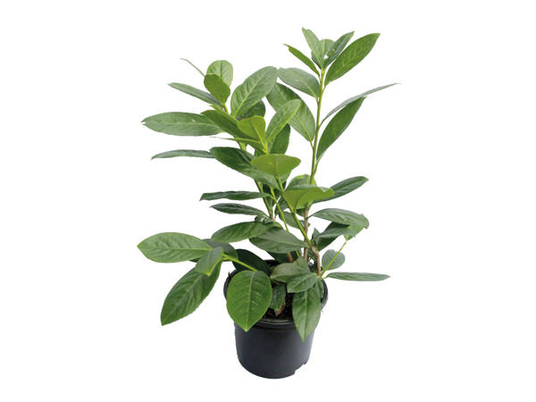 Hedging Laurel