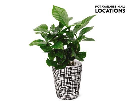 Coffee Plant