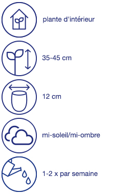 Plante d'appartement