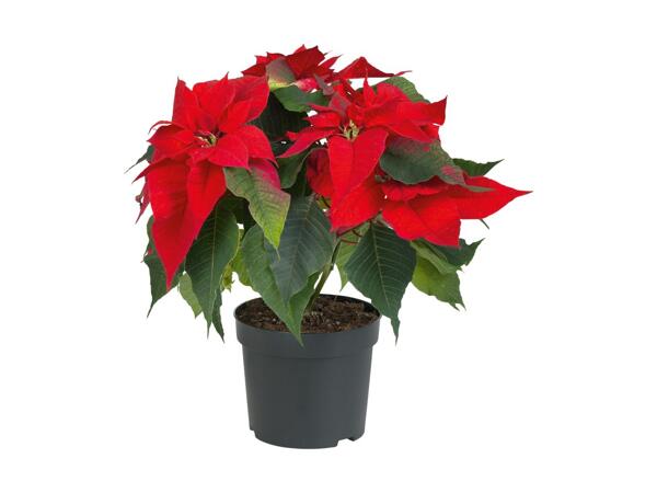 Poinsettia à plusieurs branches