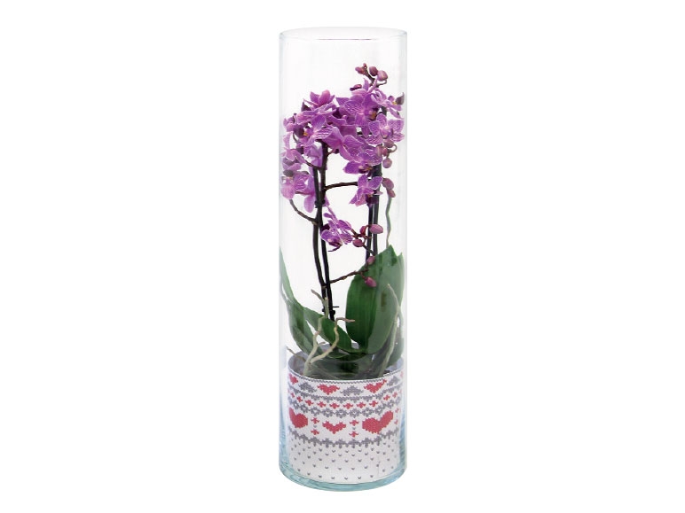 Twin Stem Orchid in Glass Vase
