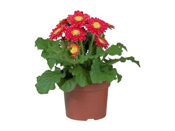 Gerbera