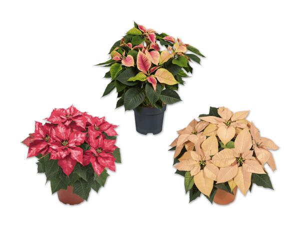 Weihnachtsstern Premium