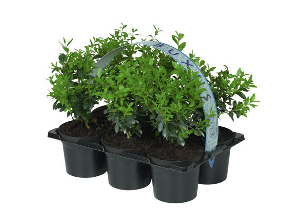6 Pack Buxus