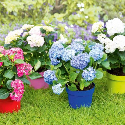 Gartenhortensien
