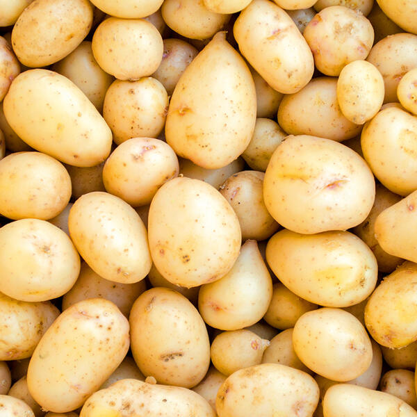 Premium Speisekartoffeln