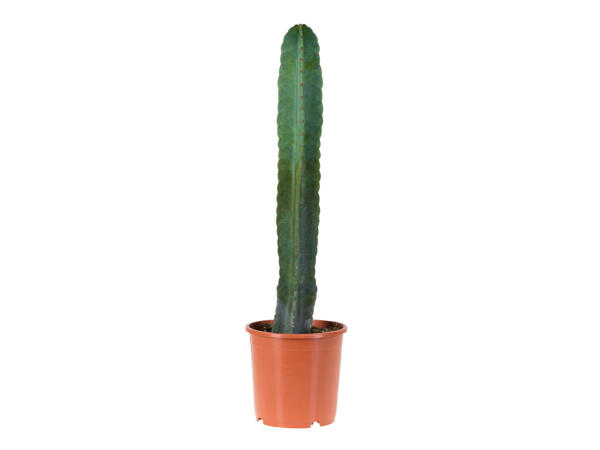 Assortiment de cactus