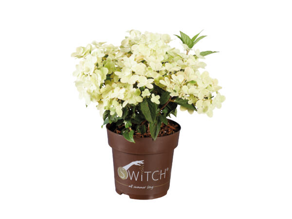 Hydrangea Paniculata