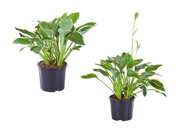 Hosta