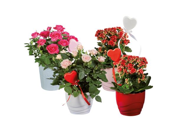 Rosor eller Kalanchoe i keramikkruka