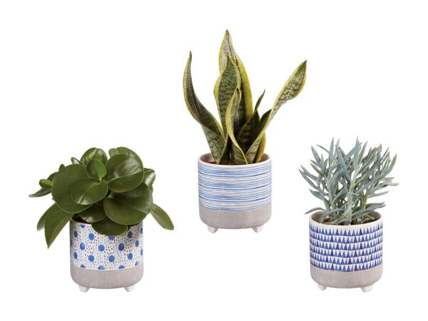 Plante i keramik