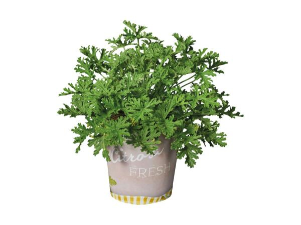 Frugtplante i bæger